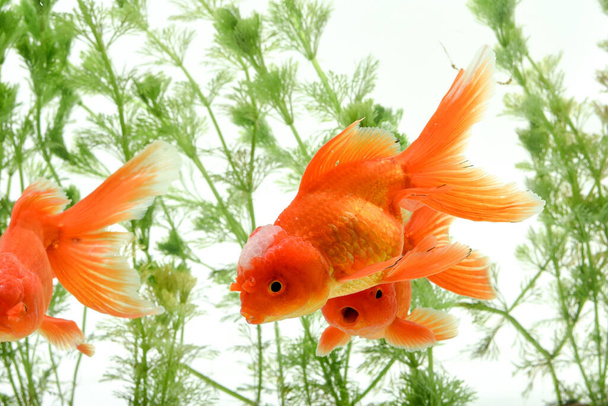 Zlaté rybky carassius auratus pozadí vodní rostliny - Fotografie, Obrázek