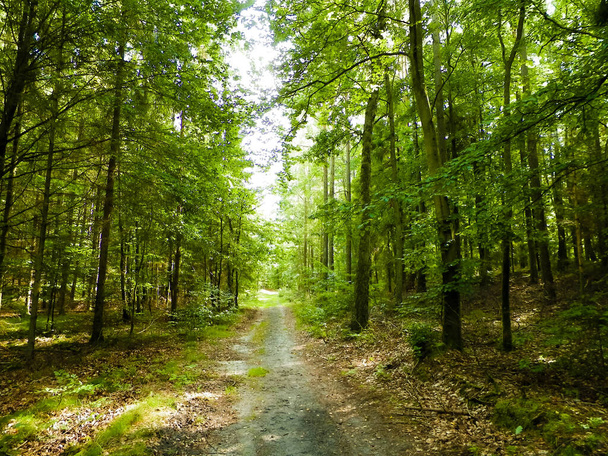 Yeşil ormanda yol. Yaz ormanı manzarası. Kuzey Polonya doğası. Seyahat ve doğa kavramı. - Fotoğraf, Görsel