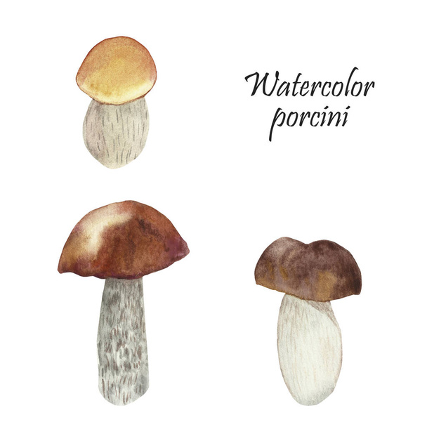 Watercolor hand painted nature forest meadow plants set with three brown cap white mushrooms and porcini text isolated on the white background, wild boletus collection for design - Φωτογραφία, εικόνα