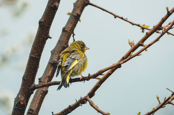 Close up of Yellowhammer (Emberiza citrinella) is sitting on the branch - photo with blue sky on background. Portrait of yellowhammer standing and singing on the tree - natural light - Photo, Image
