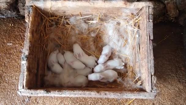 RABBITS BORN FROM A FEW DAYS - Footage, Video