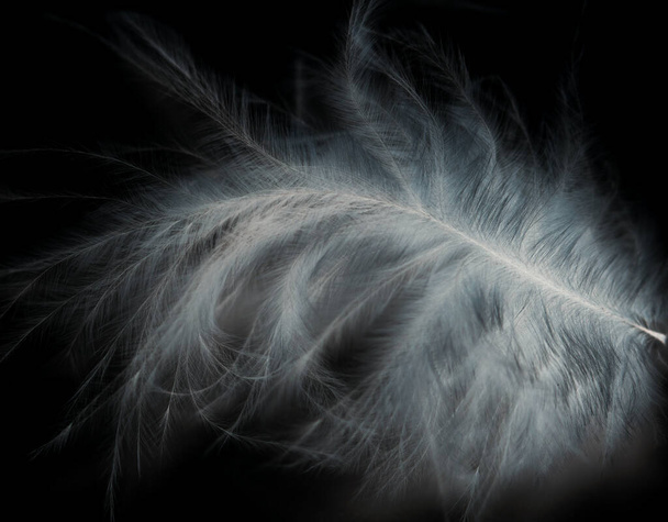 penas de pássaro em um fundo preto
 - Foto, Imagem