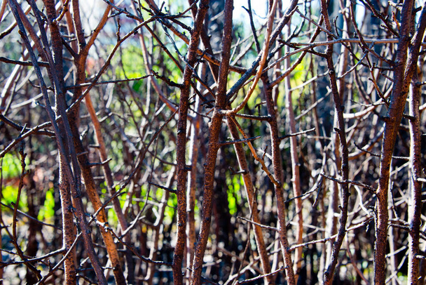 closeup of dense autumnal thorn thicket - Photo, Image