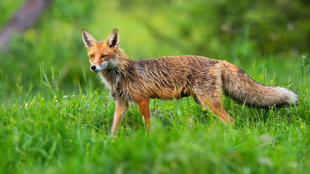 Majestuoso zorro rojo con piel naranja mojada y cola esponjosa mirando entre las flores silvestres
. - Foto, imagen