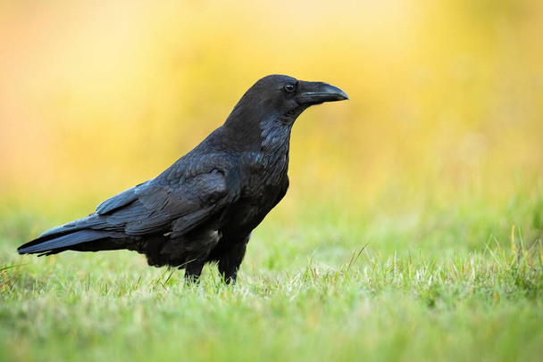Attentive common raven sitting on the ground in autumn nature at sunrise - Photo, Image