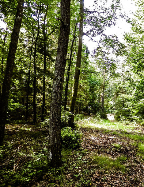 Wild forest landscape. Green forest in sunny day, summer season. Beautiful nature Pomerania - region of northern Poland. - Fotoğraf, Görsel