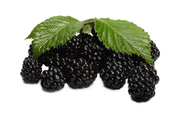 BlackBerry με φύλλα που απομονώνονται σε λευκό φόντο. - Φωτογραφία, εικόνα