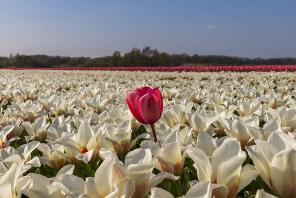 Pohled na tulipánová pole na jaře, Holandsko, Nizozemsko - Fotografie, Obrázek