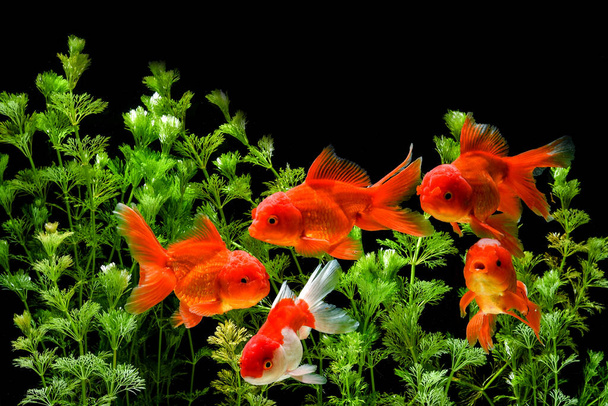 Carassius auratus goldfish natureza fundo
 - Foto, Imagem