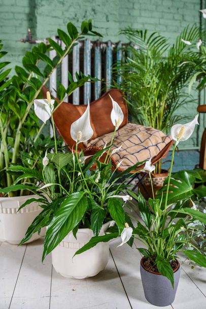 Green plants at home. Interior of a room with leather vintage chair. Brick wall background. - 写真・画像