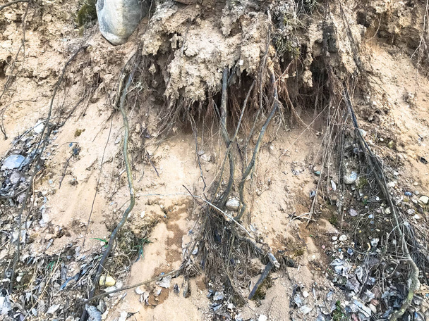 Struktur der Erde auf einer Schlucht mit hervorstehenden Wurzeln von Bäumen aus Sand und Erde. Die Vorgeschichte - Foto, Bild