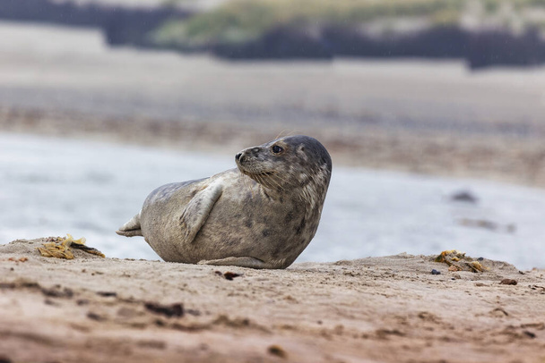 Helgoland, Phoca vitulina, Harbor Seal - jugando a las focas jóvenes en la playa de arena de la isla de Dune, en el fondo un mar hermoso y claro
. - Foto, Imagen
