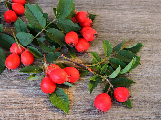 Rosehips. Leaves of wild rose. - Photo, Image