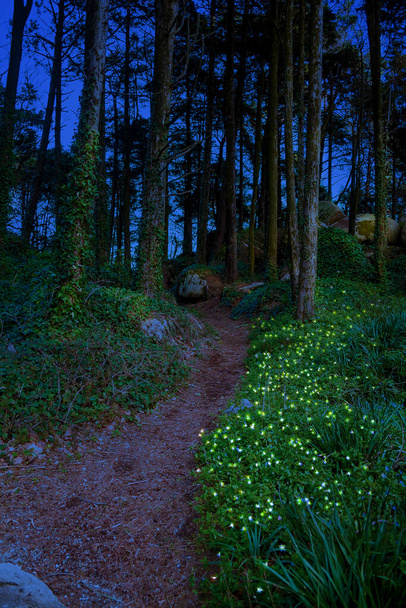 Fabulosa flor azul com pequenas luzes no meio de uma floresta selvagem - Foto, Imagem