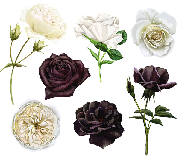 Zwart-wit rozen set, aquarel met de hand getekend vector illustratie - Vector, afbeelding