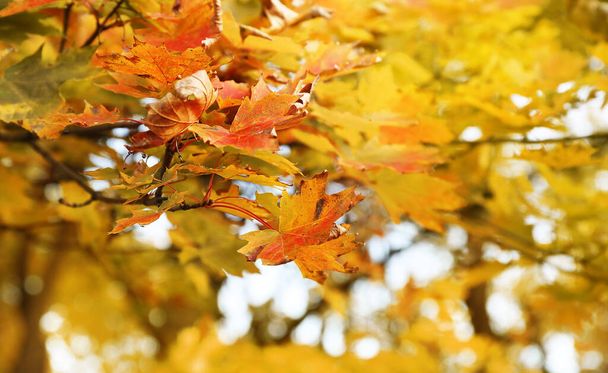 Яскраве осіннє червоне листя в парку
 - Фото, зображення