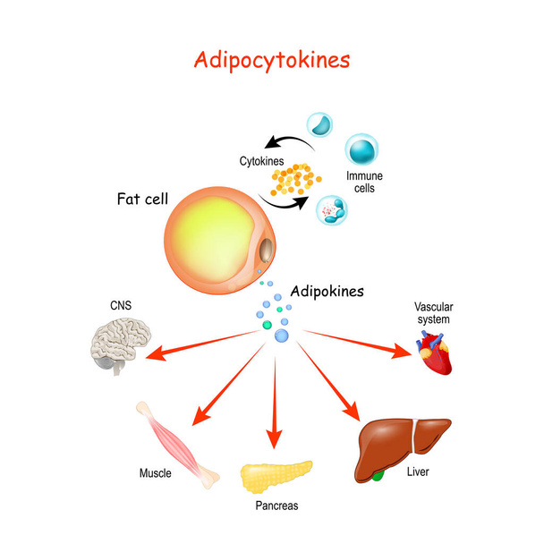 Адипоцитокіни, імунні клітини та метаболізм. Векторні ілюстрації для медичного, освітнього та наукового використання
. - Вектор, зображення
