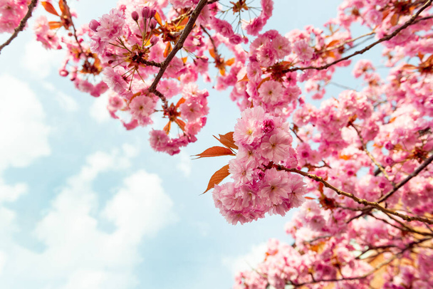 Sakura flowers, cherry blossom - Foto, afbeelding