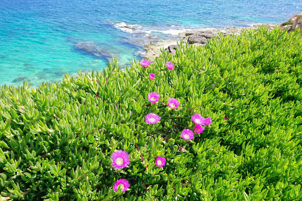 Flor floreciente de Carpobrotus Chilensis a lo largo de la costa del mar Mediterráneo. Planta suculenta típica para áreas subtropicales
 - Foto, imagen