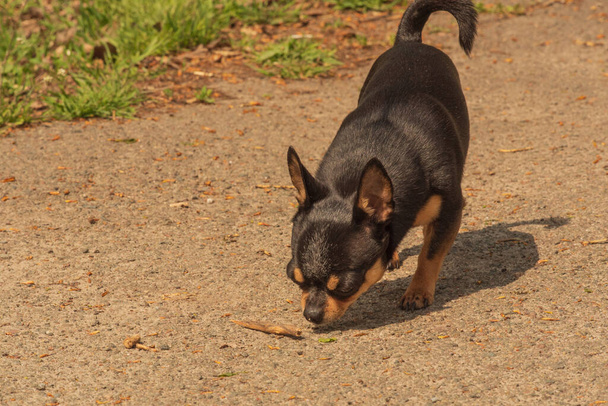 Perro mascota pasea por la calle. Chihuahua perro a dar un paseo. Chihuahua negro, marrón y blanco. Lindo cachorro en un paseo. Perro en el jardín o en el parque Perro bien cuidado Chihuahua mini pelo liso - Foto, Imagen