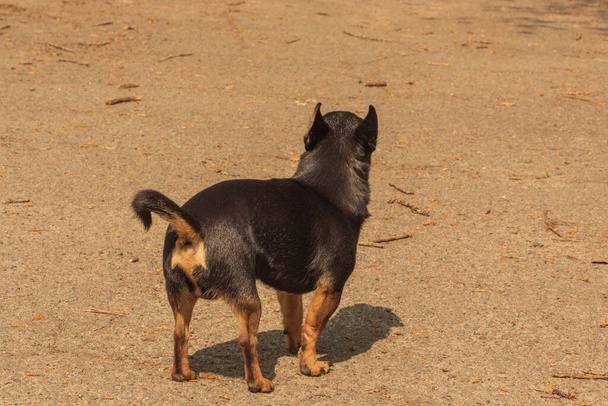 Собака гуляет по улице. Чихуахуа на прогулку. Чихуахуа чёрный, коричневый и белый. Симпатичный щенок на прогулке. Собака в саду или в парке Ухоженная собака Чихуахуа мини гладкие волосы - Фото, изображение