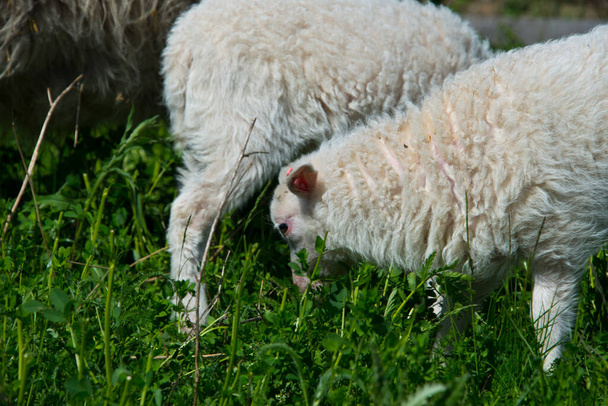 stado skudde owiec. skudde są jednym z najstarszych udomowionych ras owiec i wymienione w czerwonej liście gatunków zagrożonych IUCN - Zdjęcie, obraz