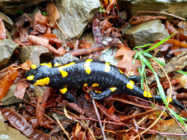 Mlok (Salamandra salamandra) - Fotografie, Obrázek