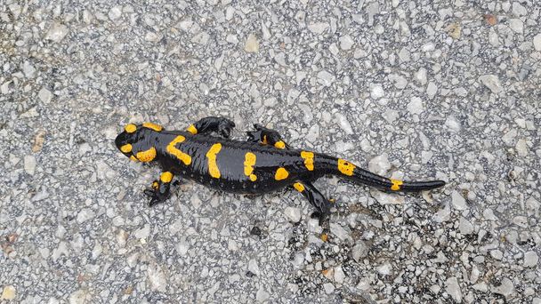 The Fire Salamander (Salamandra salamandra) - Photo, Image