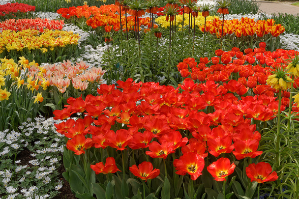 ogry pełen kolorowych kwiatów, tulipany i Hiacynty. poziome - Zdjęcie, obraz