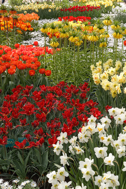 ogry pełen kolorowych kwiatów, tulipany i Hiacynty. pionowe. - Zdjęcie, obraz