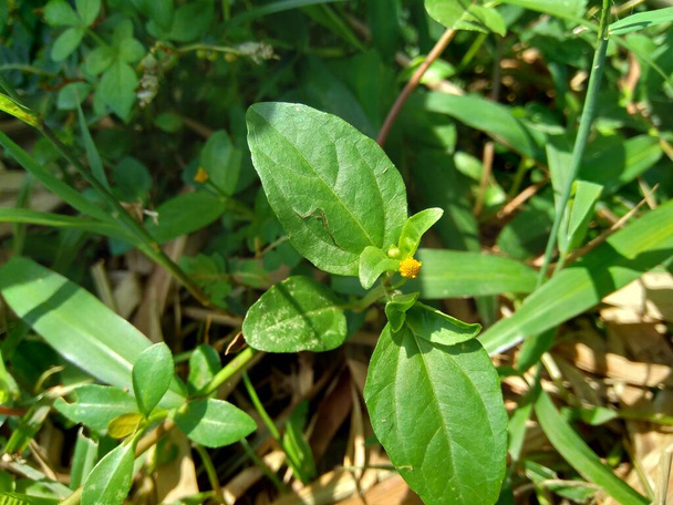 Acmella oleracea (toothache plant, paracress, Sichuan buttons, buzz buttons, ting flowers, electric daisy) with natural background. Flowering is a bouquet, Yellow clusters, oval and pointed like head. - Photo, Image