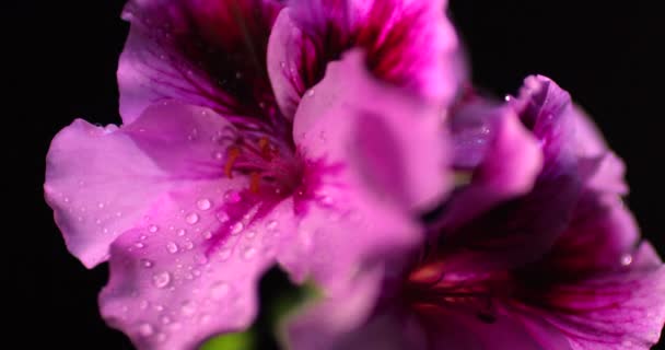 Roze pelargonium bloemen onder de regen druppels geïsoleerd op een zwarte achtergrond. - Video