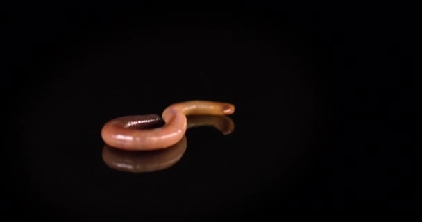 Close up of red earthworm on a black background. Night crawler creeping in slow motion. - Footage, Video