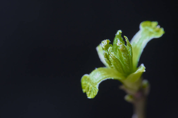 blossomed birch kidney marco low light - Φωτογραφία, εικόνα