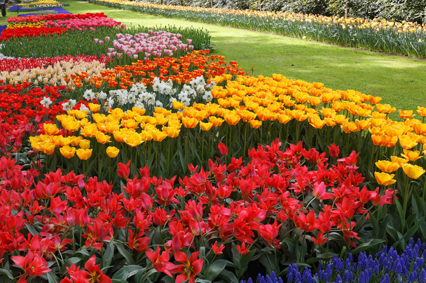 záhony tulipánů v různých barvách. - Fotografie, Obrázek