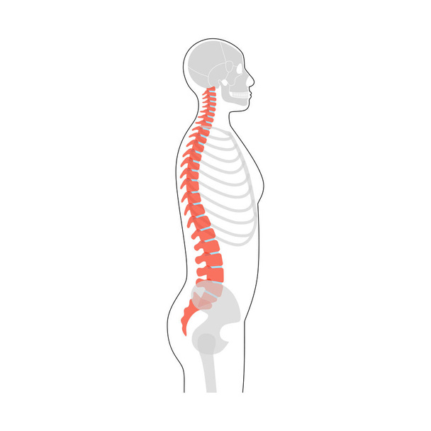 Anatomía de la columna vertebral humana vector ilustración
 - Vector, Imagen
