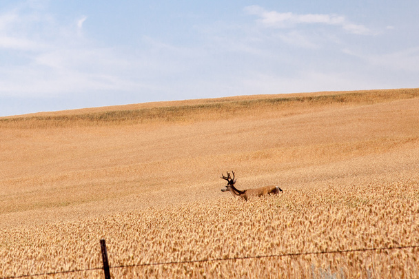 Buck no campo
 - Foto, Imagem