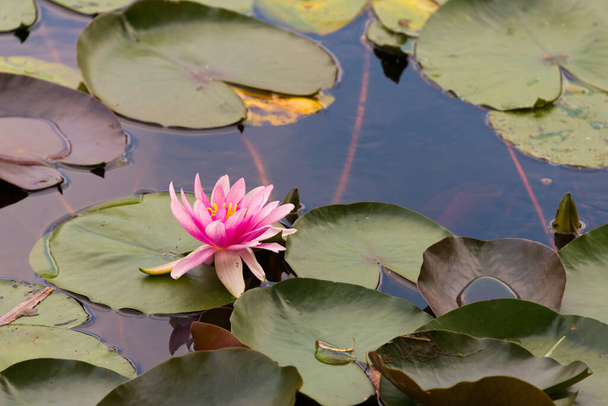 池に睡蓮を咲かせ - 写真・画像