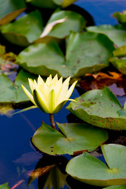 blooming waterlily in pond - Foto, immagini