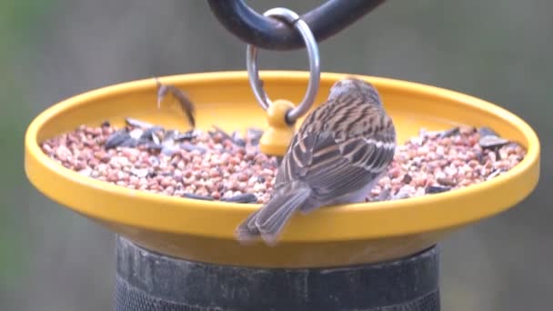 Zblízka růžový zobák žere semena na krmiči ptáků - Záběry, video