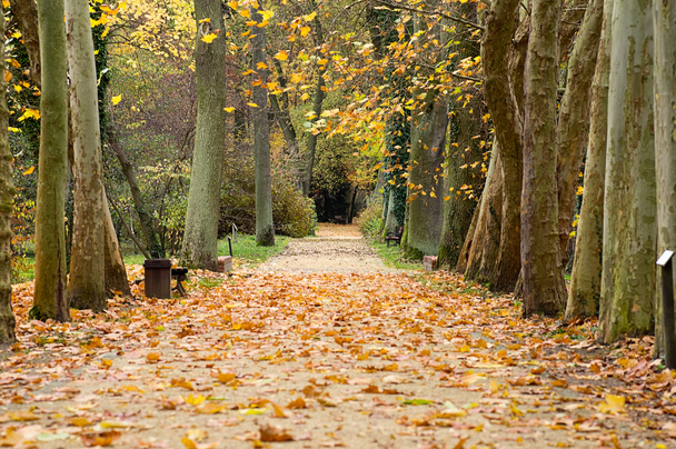 Autumn park alley - Foto, imagen