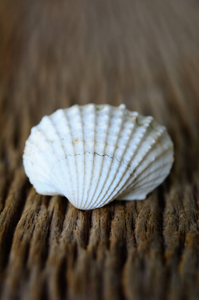 White cockle shells on wooden brown background. - Foto, afbeelding