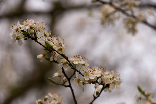 flores de cereja no galho, fundo borrado
 - Foto, Imagem