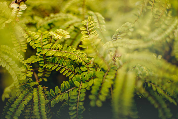outdoow φωτογραφία os γρασίδι και φύλλα σε φυσικό φόντο - Φωτογραφία, εικόνα