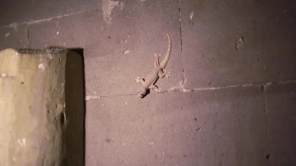 Tokay Gecko na parede cinza, Muitos pontos de cor laranja espalhados na pele azul de Gekko Gecko, Répteis nas casas dos trópicos - Filmagem, Vídeo
