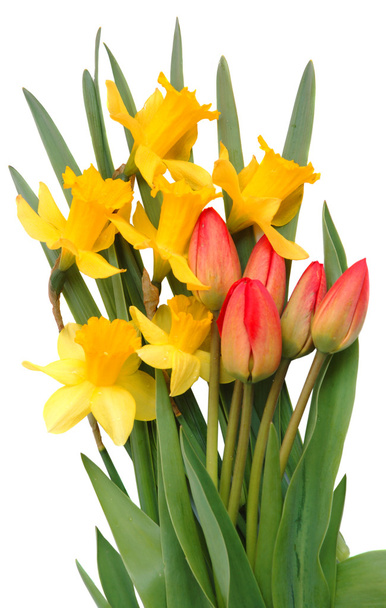 Red tulips and yellow narcissus - Foto, Bild