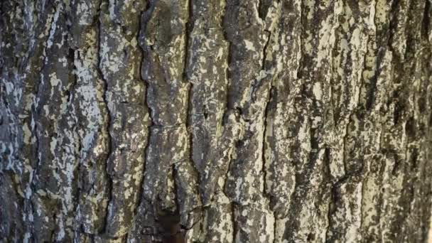 A male stag beetle crawls up a tree trunk. - Felvétel, videó