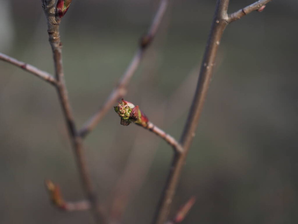 close up bud of chestnut tree at early spring. - Фото, изображение