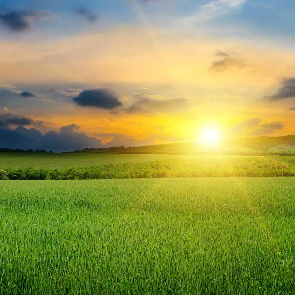 Green field, sunrise and blue sky. Agricultural landscape. - Foto, imagen