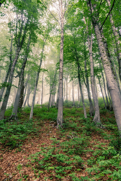 Mystical forest in heavy fog. Forest atmosphere with dense fog. A forest path through the forest with fog - Fotó, kép